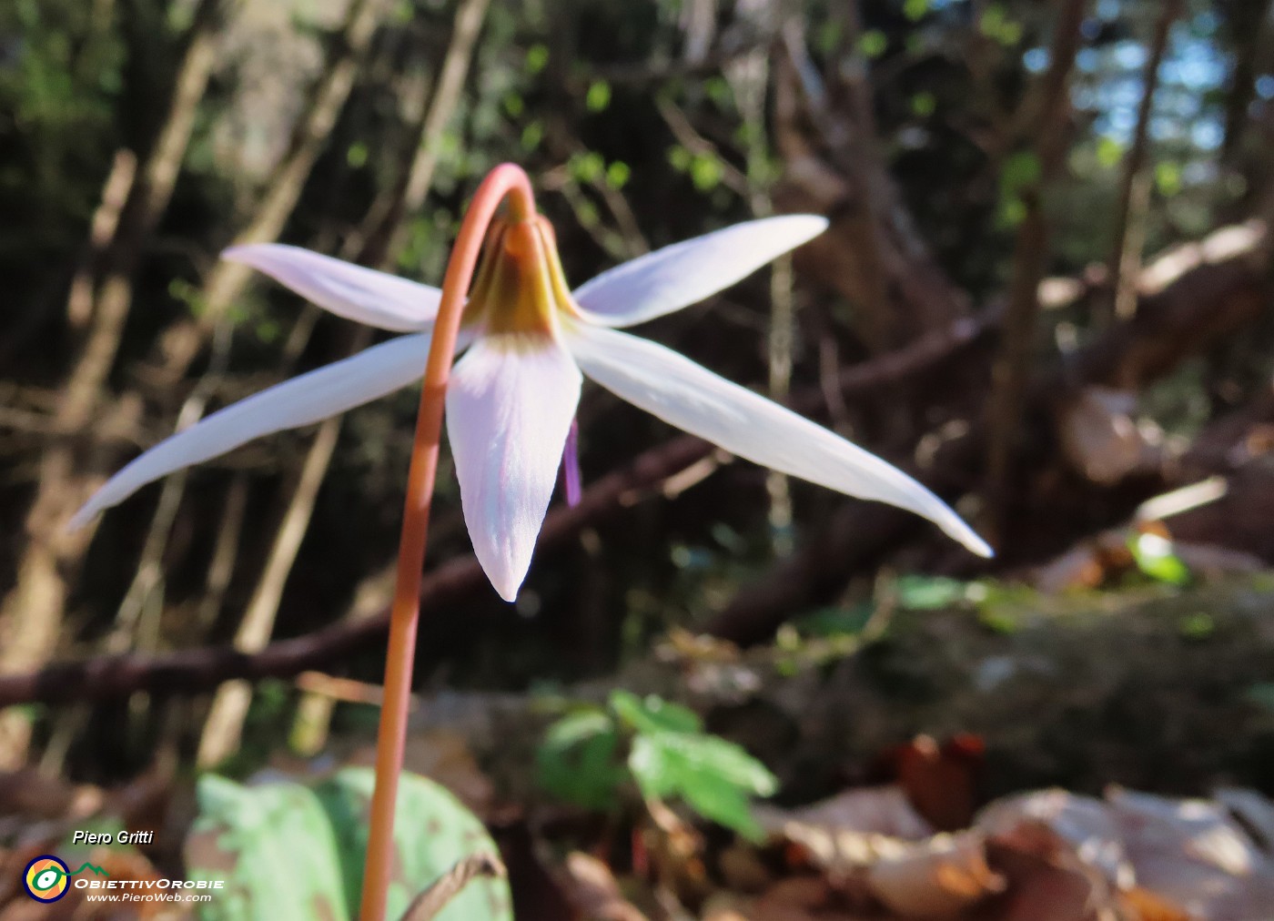 21 Erythronium dens-canis (Dente di cane).JPG